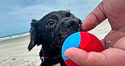 Rocko joined the competition — help win amazing prizes! dog, black_dog, ball, hand, beach, sand, ocean, person, legs, towel, relaxing, summer, sunny, playing, pet, leash, outdoor, casual, vacation, fun