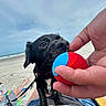 dog, black_dog, ball, hand, beach, sand, ocean, person, legs, towel, relaxing, summer, sunny, playing, pet, leash, outdoor, casual, vacation, fun