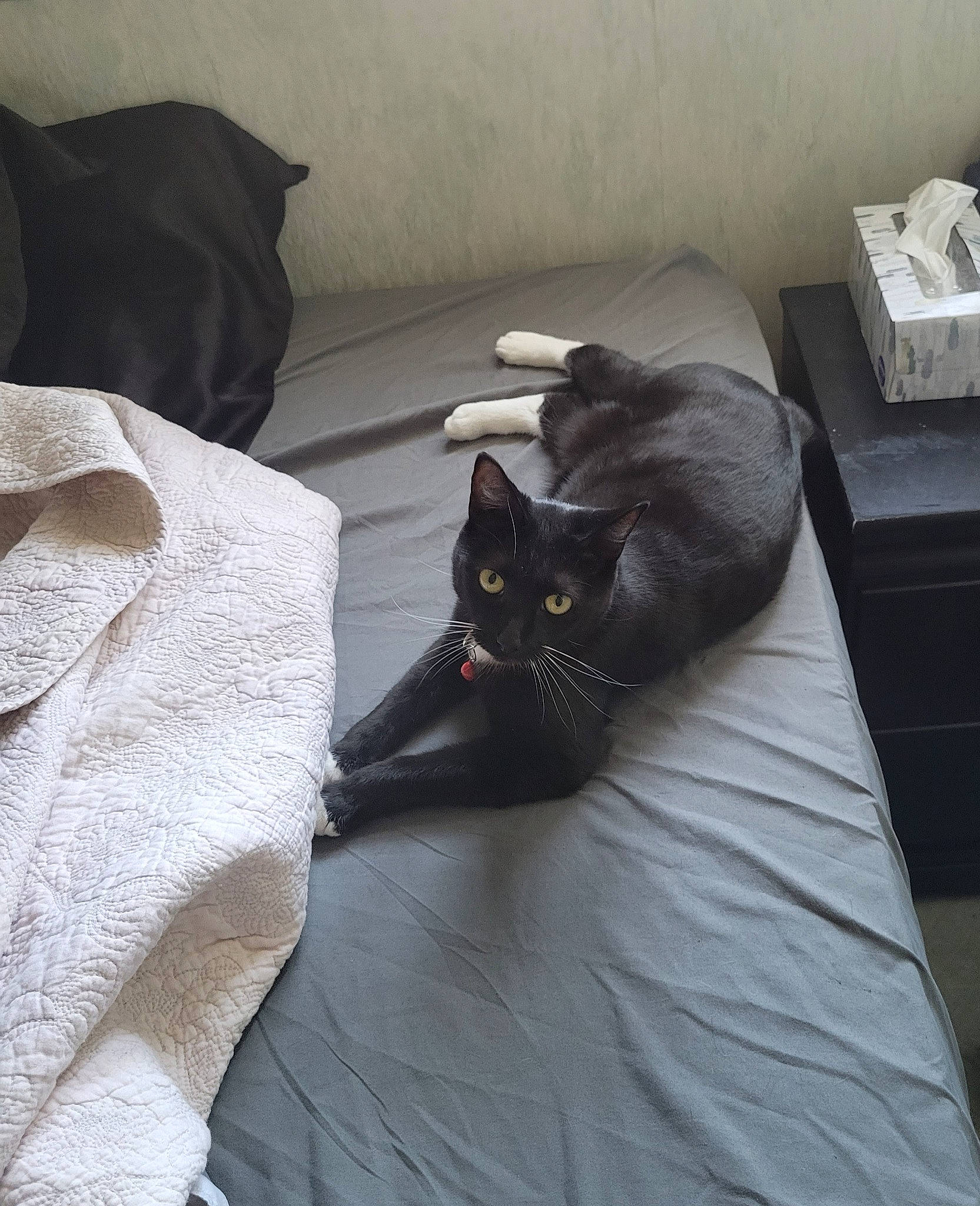 Milano is registered to the contest to win money with this photo: bed, bedding, black_cat, bombay, carnivore, cat, comfort, domestic_short_haired_cat, felidae, floor, flooring, fur, grey, hardwood, linens, room, small_to_medium_sized_cats, tail, whiskers, wood