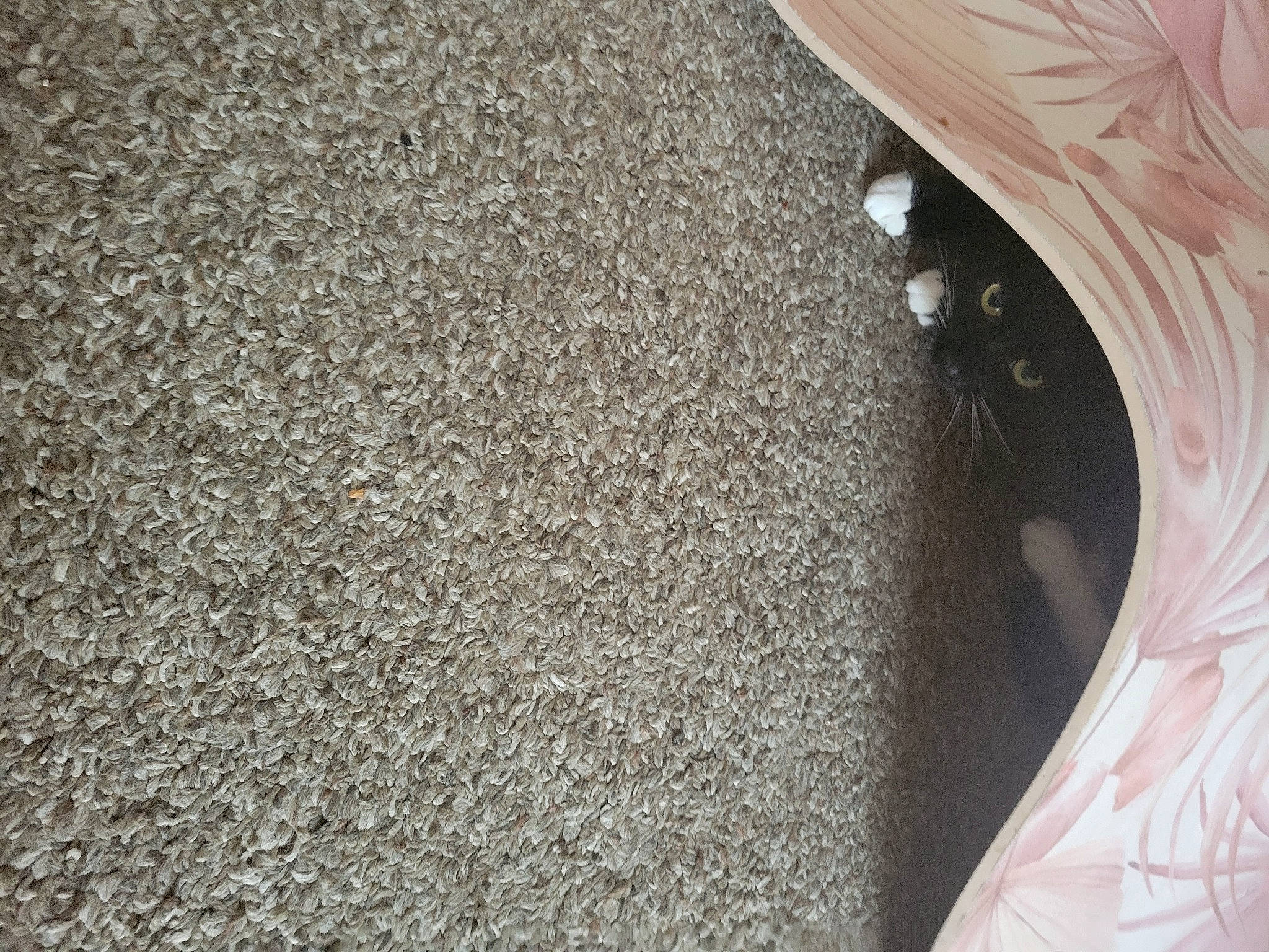 Milano joined the competition — help win amazing prizes! arch, asphalt, automotive_tire, carpet, ceiling, circle, concrete, door, flooring, grey, hardwood, human_leg, metal, musical_instrument, pattern, road_surface, soil, tail, tints_and_shades, wood