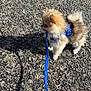 Blue a rejoint le concours — aidez-le/la à gagner de superbes lots ! dog, pomeranian, puppy, leash, harness, blue_leash, asphalt, pavement, fluffy, fur, small_dog, outdoors, sunlight, shadow, walking, standing, side_profile, cute, pet, texture