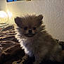 dog, pomeranian, puppy, pet, furry, fur, small_dog, sitting, indoor, blanket, lamp, bedside_table, cozy, cute, portrait, animal, mammal, home, wall, soft_lighting