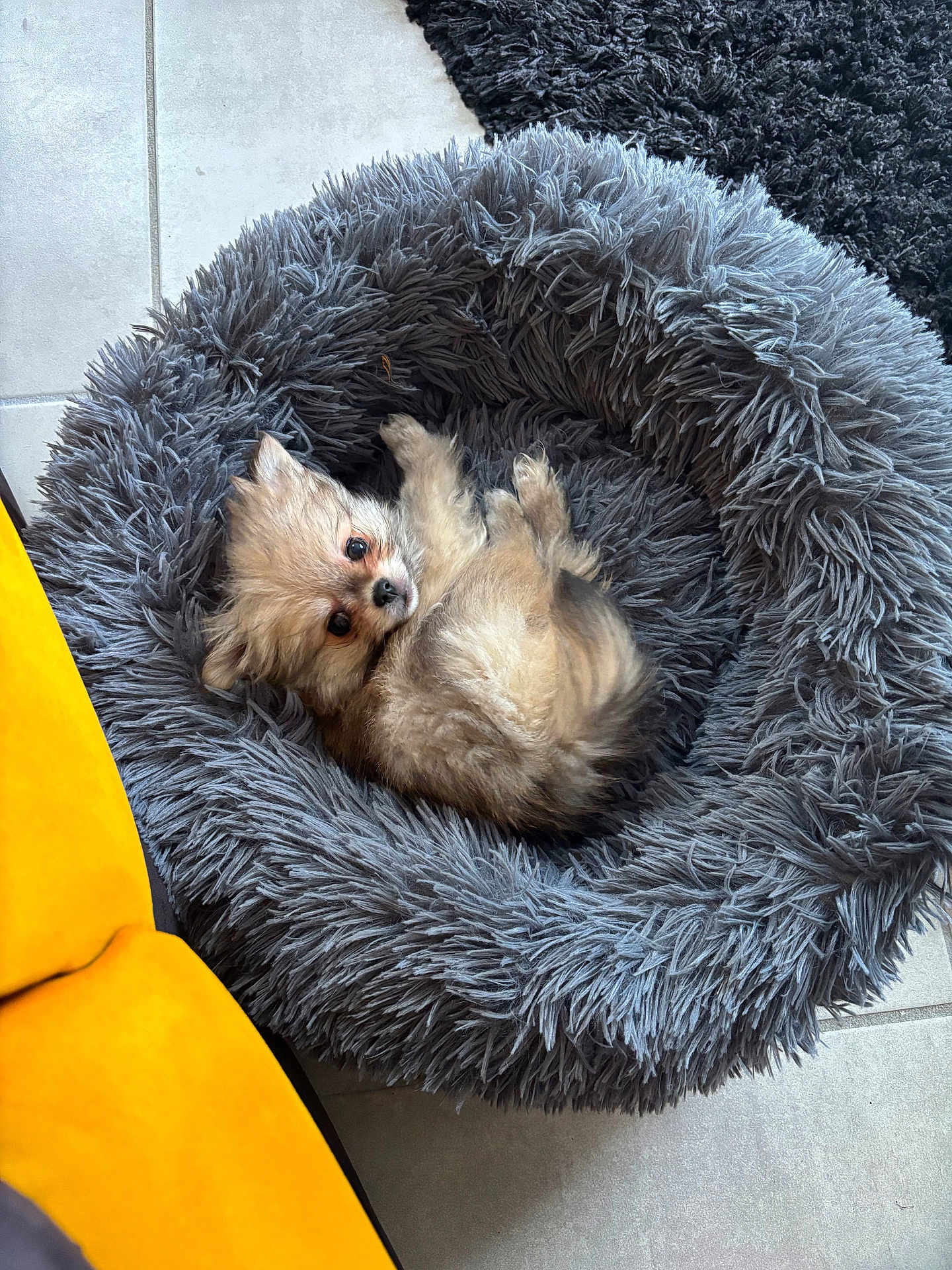 Blue participe au concours pour gagner de l'argent avec cette photo : dog, puppy, small_dog, fluffy_bed, pet_bed, gray_bed, long_fur, cute, looking_at_camera, tile_floor, yellow_sofa, indoor, cozy, brown_fur, paws, area_rug, relaxed, home, pet, portrait