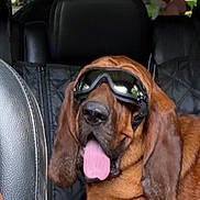Otis joined the competition — help win amazing prizes! dog, hound, brown_dog, goggles, sunglasses, tongue_out, panting, car, vehicle, backseat, road_trip, pet, animal, floppy_ears, short_fur, seated, outdoor, trees, funny, portrait