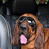 animal, backseat, brown_dog, car, dog, floppy_ears, funny, goggles, hound, outdoor, panting, pet, portrait, road_trip, seated, short_fur, sunglasses, tongue_out, trees, vehicle