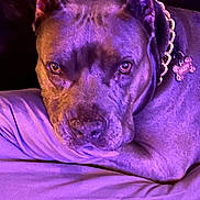 Jasmine joined the competition — help win amazing prizes! dog, close_up, collar, chain, pet, animal, purple_lighting, resting, indoors, canine, face, ears, tag, fur, portrait, looking_at_camera, domestic_animal, muzzle, snout, relaxed