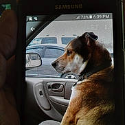 Bela is registered to the contest to win money with this photo: brown_dog, calm, car, collar, dog, hand, holding, indoor, interior, looking_out, medium_sized_dog, passenger_seat, phone_screen, reflection, samsung_phone, seat, side_mirror, technology, vehicle, window