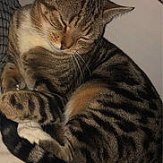 Tyo a rejoint le concours — aidez-le/la à gagner de superbes lots ! cat, tabby, sleeping, curled_up, fur, whiskers, tail, striped, pet, domestic_animal, cozy, resting, indoor, close_up, cute, animal, feline, soft_lighting, peaceful, relaxed