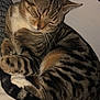 cat, tabby, sleeping, curled_up, fur, whiskers, tail, striped, pet, domestic_animal, cozy, resting, indoor, close_up, cute, animal, feline, soft_lighting, peaceful, relaxed