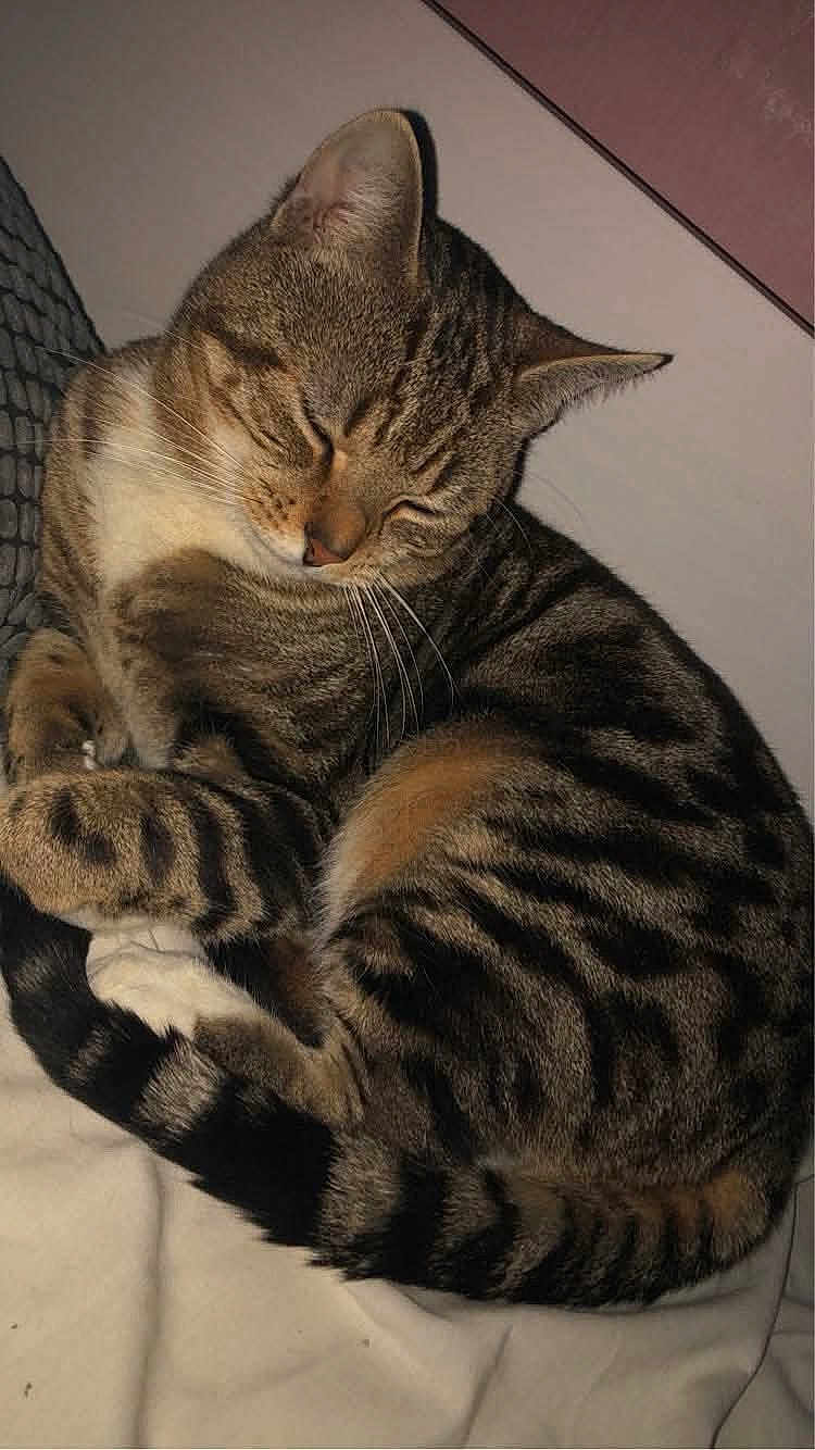 Tyo a rejoint le concours — aidez-le/la à gagner de superbes lots ! cat, tabby, sleeping, curled_up, fur, whiskers, tail, striped, pet, domestic_animal, cozy, resting, indoor, close_up, cute, animal, feline, soft_lighting, peaceful, relaxed