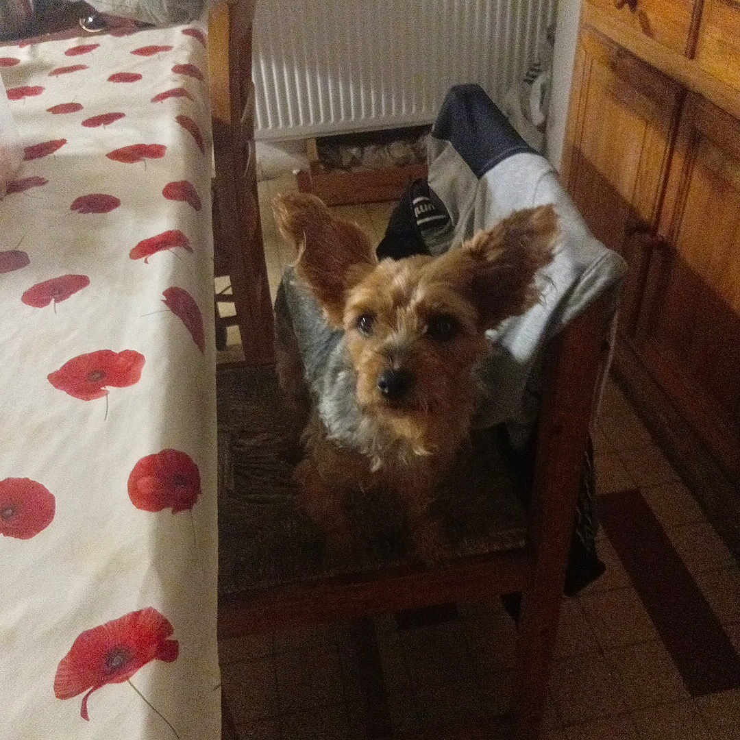 Celine Souvay a rejoint le concours — aidez-le/la à gagner de superbes lots ! bag, chair, clothing, dog, domestic, ears, floor, flower_pattern, fur, home_interior, indoor, kitchen, pet, radiator, seated, small_dog, table, tablecloth, tile_floor, wooden_furniture