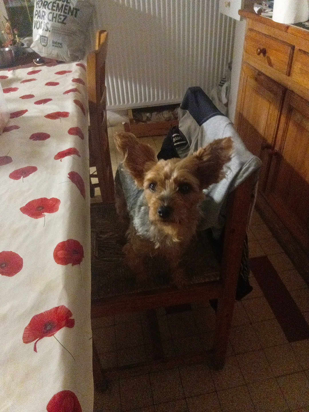 Celine Souvay a rejoint le concours — aidez-le/la à gagner de superbes lots ! dog, chair, table, tablecloth, flower_pattern, wooden_furniture, indoor, kitchen, pet, small_dog, ears, fur, floor, radiator, clothing, bag, tile_floor, home_interior, domestic, seated