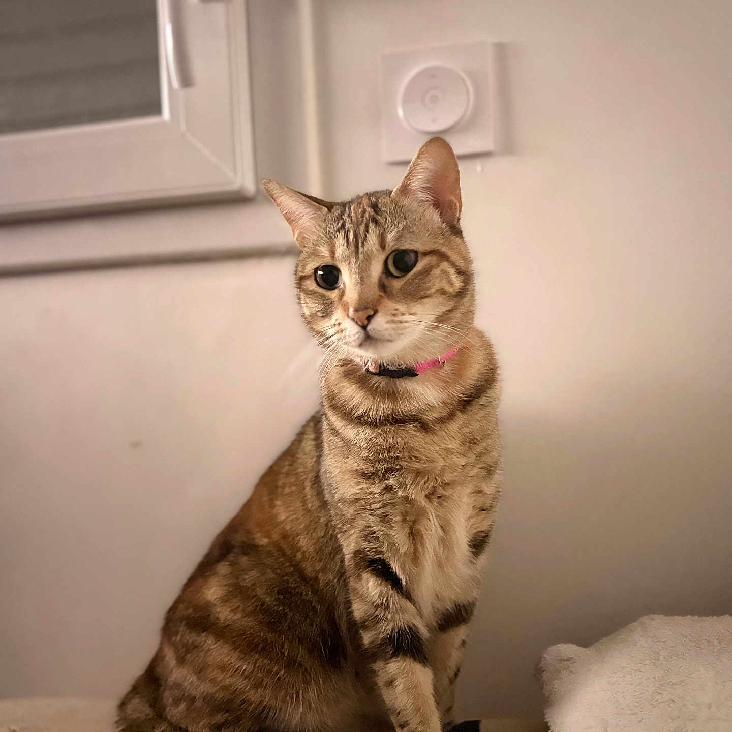 Nala a rejoint le concours — aidez-le/la à gagner de superbes lots ! abyssinian, angora, animal, cat, couch, curtain, egyptiancat, electronics, furniture, hardwood, homedecor, indoors, kitten, manx, pet, plywood, siamese, speaker, windowshade, wood