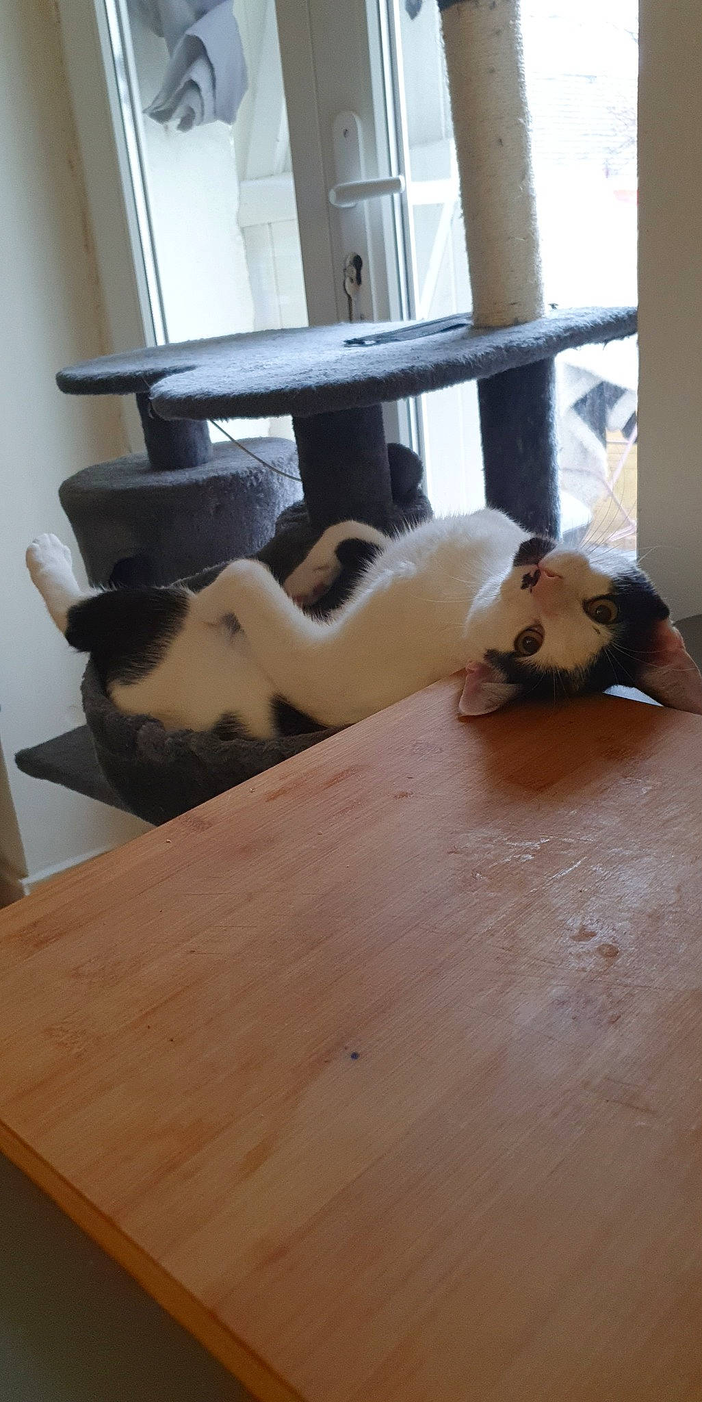 Taël participe au concours pour gagner de l'argent avec cette photo : art, ball, carnivore, comfort, fawn, felidae, flooring, fur, hardwood, interior_design, laminate_flooring, metal, plywood, room, stuffed_toy, table, toy, wood, wood_flooring, wood_stain