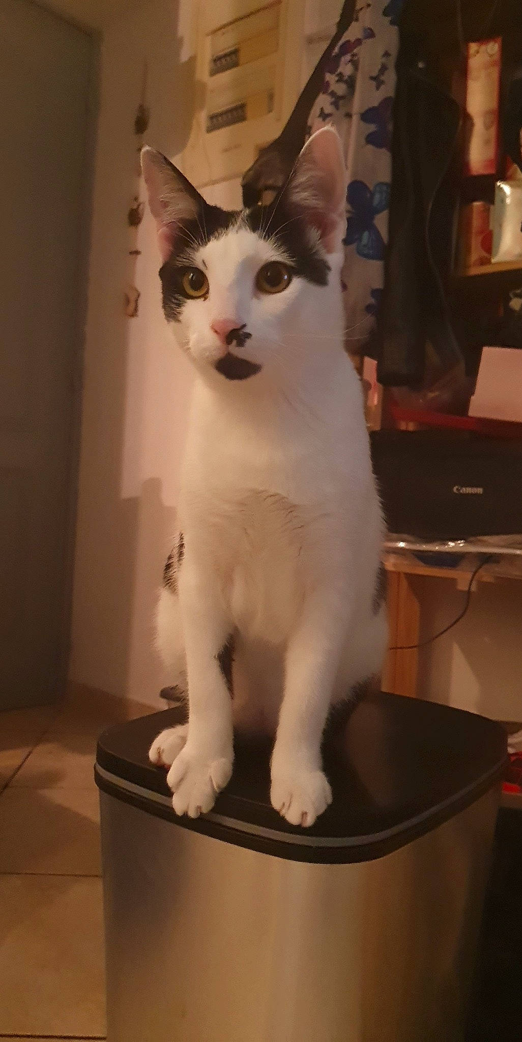 Taël participe au concours pour gagner de l'argent avec cette photo : carnivore, cat, computer_keyboard, domestic_short_haired_cat, door, fawn, felidae, flooring, fur, paw, photo_caption, small_to_medium_sized_cats, snout, tail, vertebrate, whiskers, window