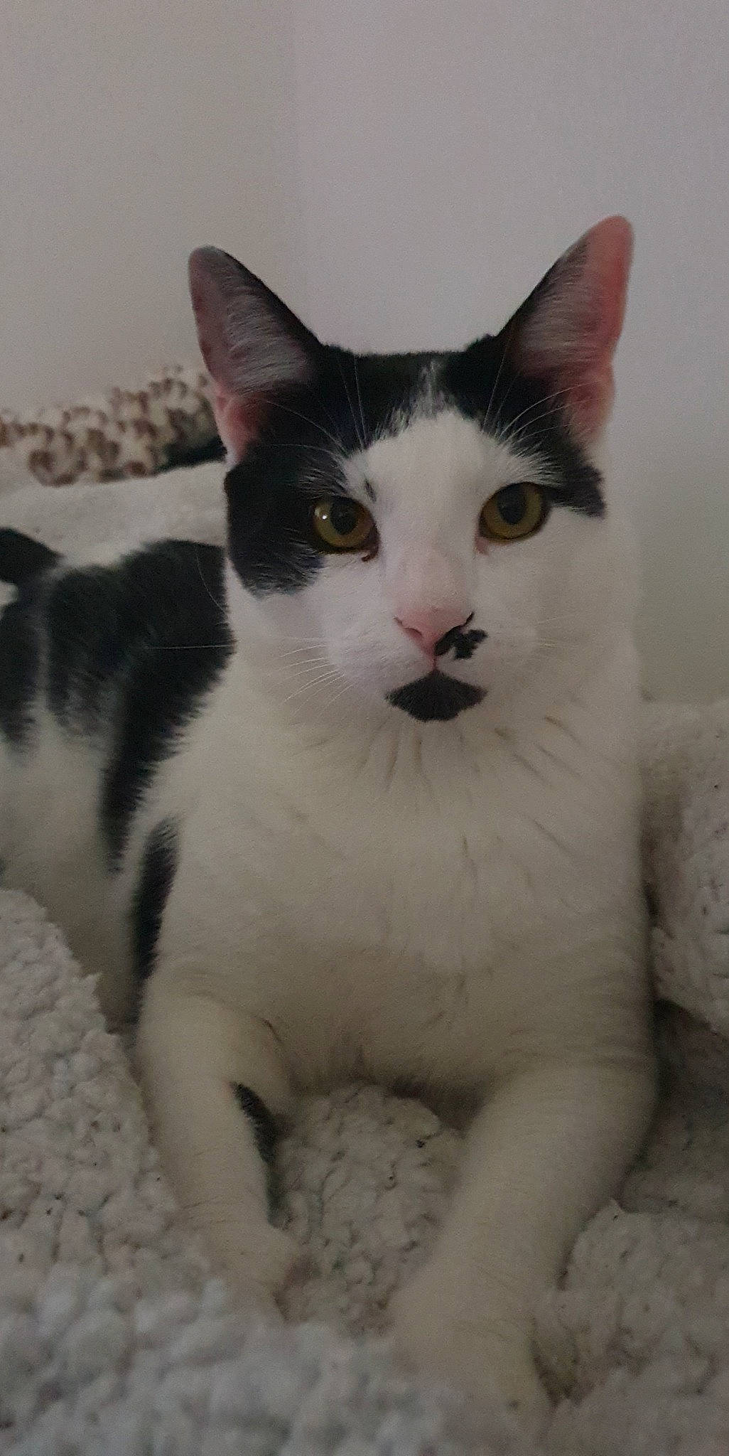 Taël a rejoint le concours — aidez-le/la à gagner de superbes lots ! carnivore, cat, curious, domestic_short_haired_cat, felidae, fur, paw, small_to_medium_sized_cats, snout, tail, terrestrial_animal, whiskers