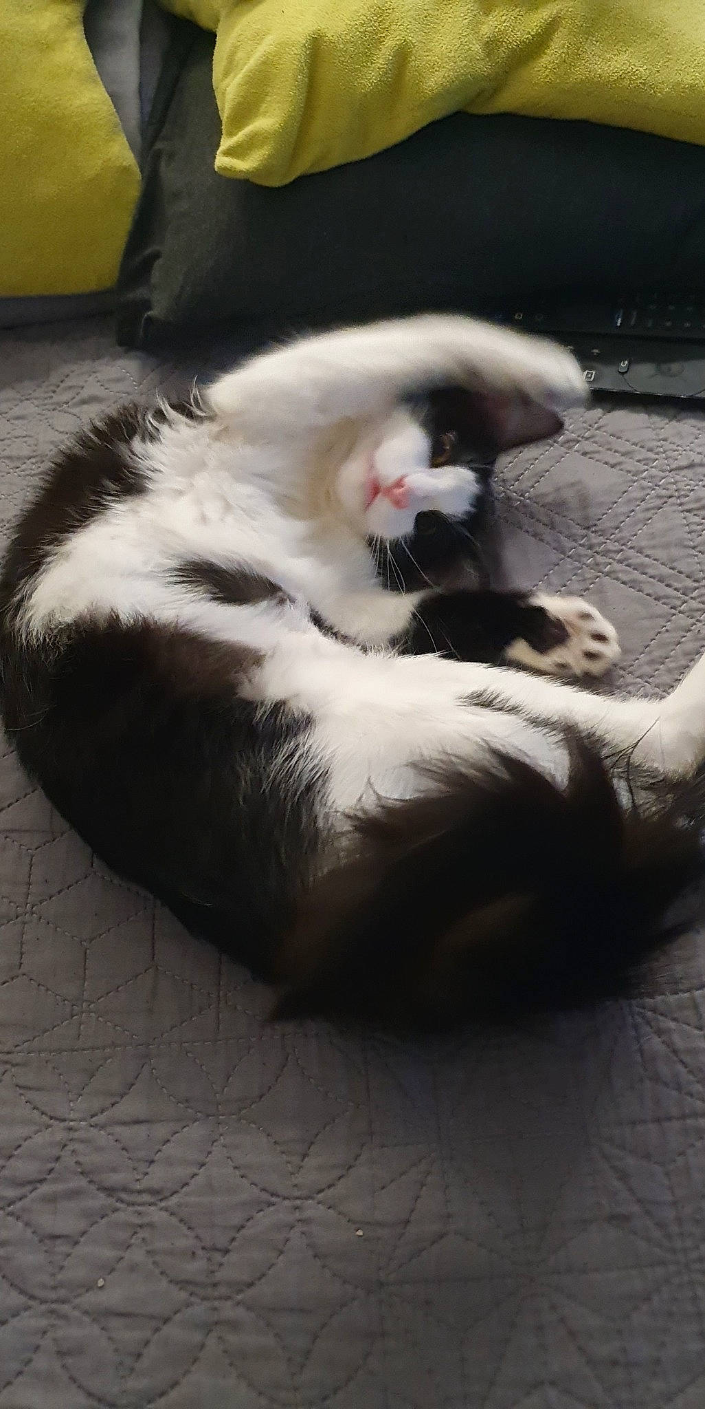 Taya participe au concours pour gagner de l'argent avec cette photo : canidae, carnivore, cat, claw, comfort, companion_dog, dog_breed, domestic_short_haired_cat, fang, felidae, foot, fur, paw, sitting, small_to_medium_sized_cats, snout, tail, terrestrial_animal, whiskers, yawn