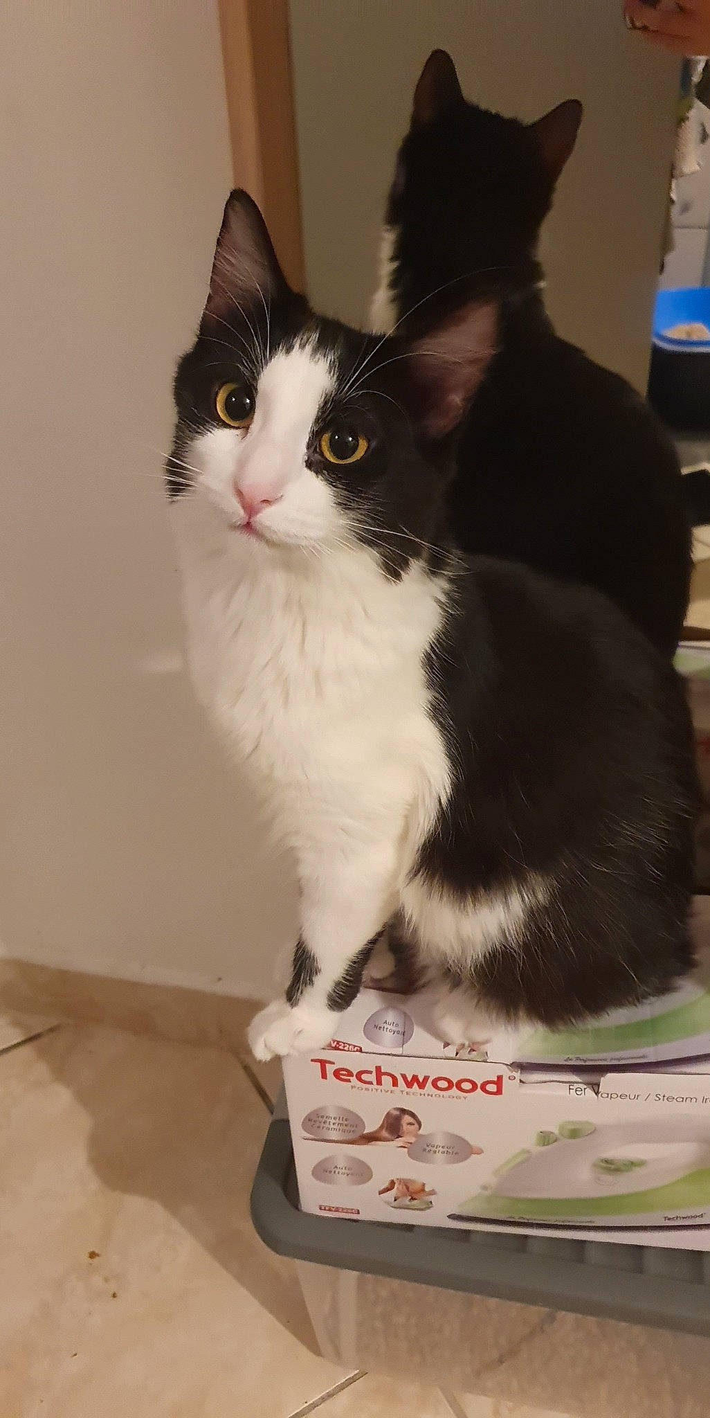 Taya a rejoint le concours — aidez-le/la à gagner de superbes lots ! box, carnivore, cat, claw, domestic_short_haired_cat, felidae, flooring, foot, formal_wear, fur, hardwood, paw, sitting, small_to_medium_sized_cats, snout, tail, terrestrial_animal, whiskers