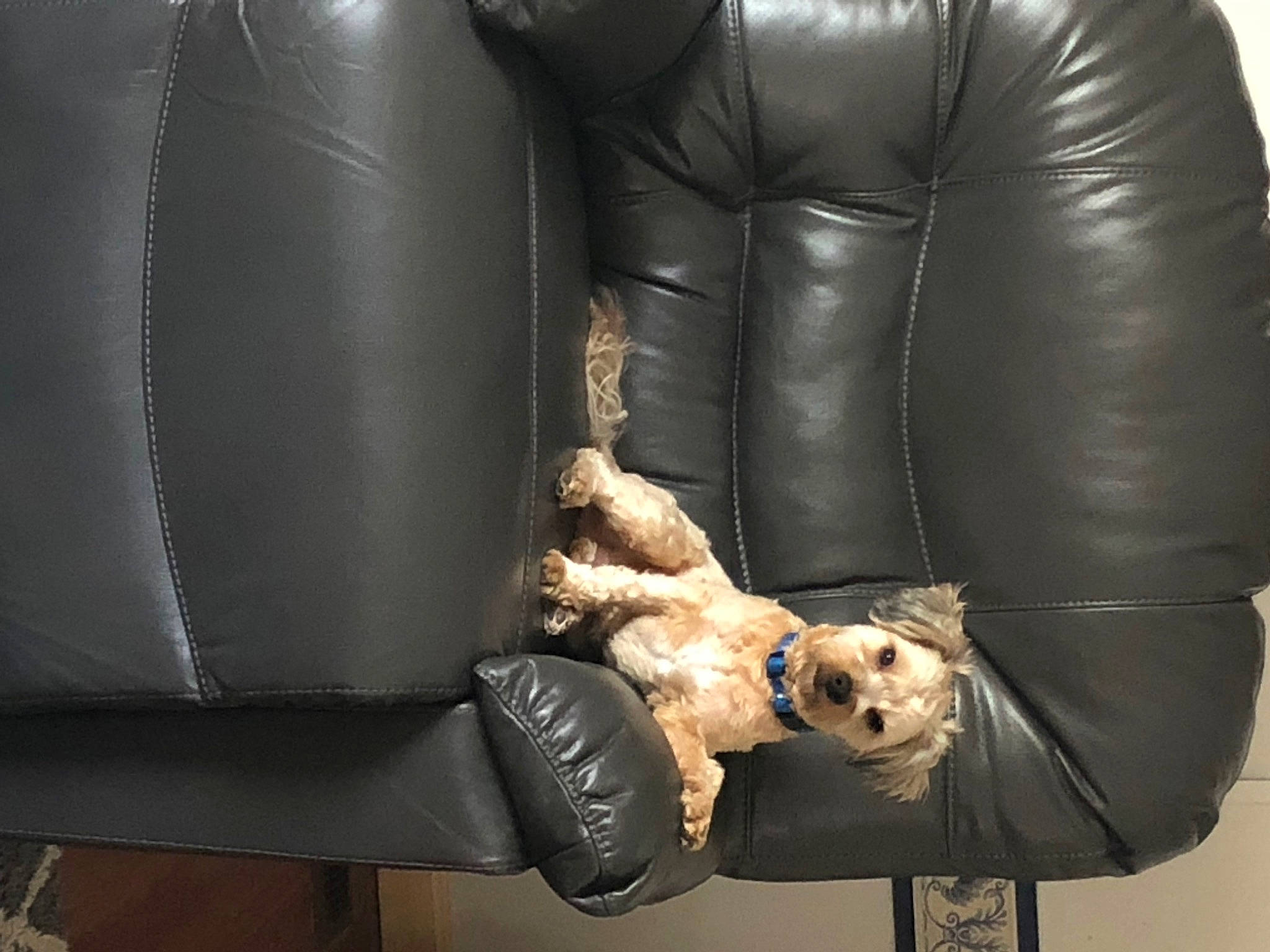 Bear is registered to the contest to win money with this photo: arm, bag, chair, comfort, gesture, glove, headgear, human_body, human_leg, joint, leather, leather_jacket, leg, luggage_and_bags, outerwear, shoe, sleeve, textile, thigh, waist