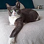 Hina a rejoint le concours — aidez-le/la à gagner de superbes lots ! cat, gray_cat, white_cat, green_eyes, bed, bedspread, pillow, indoor, pet, feline, relaxed, resting, fur, whiskers, paw, animal, cozy, domestic, cute, laying_down