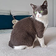 Hina a rejoint le concours — aidez-le/la à gagner de superbes lots ! cat, gray_cat, white_cat, green_eyes, pet, feline, indoor, bed, pillows, striped_pillow, teal_pillow, soft_texture, fur, whiskers, sitting, looking_away, domestic_animal, cozy, resting, quiet