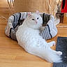 cat, white_cat, fluffy, longhaired, pet, animal, lying_down, relaxed, stretching, cat_bed, striped_bed, wooden_floor, indoors, home, furniture, woven_texture, cozy, pink_nose, green_eyes, portrait