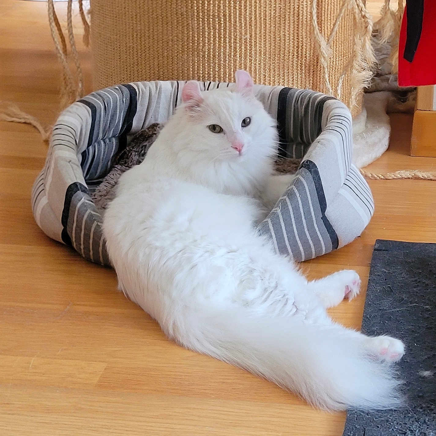 Ultimate participe au concours pour gagner de l'argent avec cette photo : cat, white_cat, fluffy, longhaired, pet, animal, lying_down, relaxed, stretching, cat_bed, striped_bed, wooden_floor, indoors, home, furniture, woven_texture, cozy, pink_nose, green_eyes, portrait