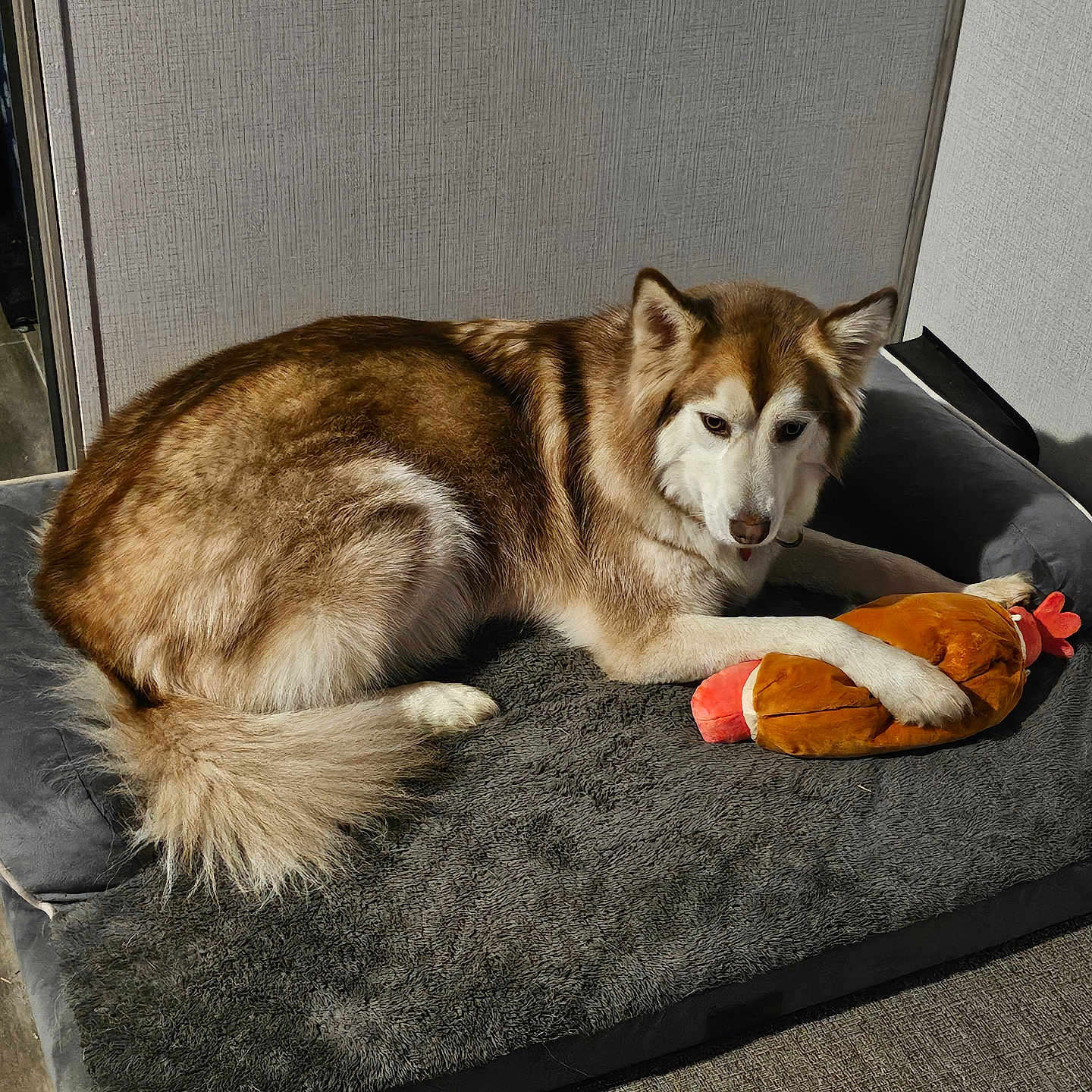 Ahsoka