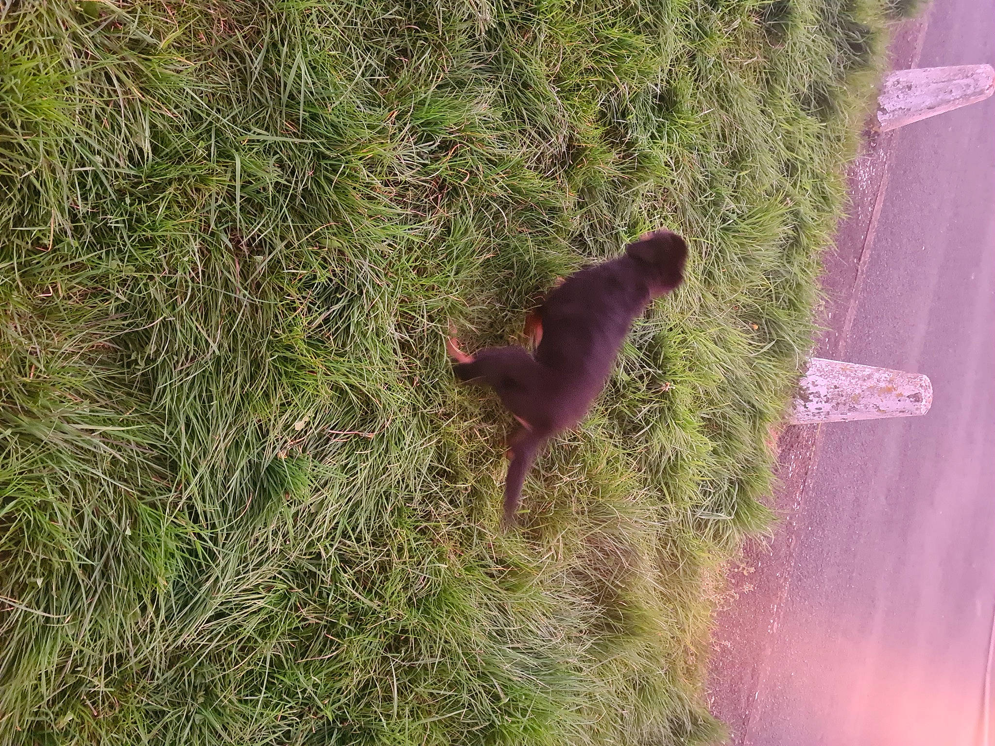 Ruby joined the competition — help win amazing prizes! beak, canidae, carnivore, dog, dog_breed, fawn, grass, grassland, groundcover, landscape, magenta, plant, shadow, shrub, soil, tail, terrestrial_animal, tints_and_shades, tree, wood