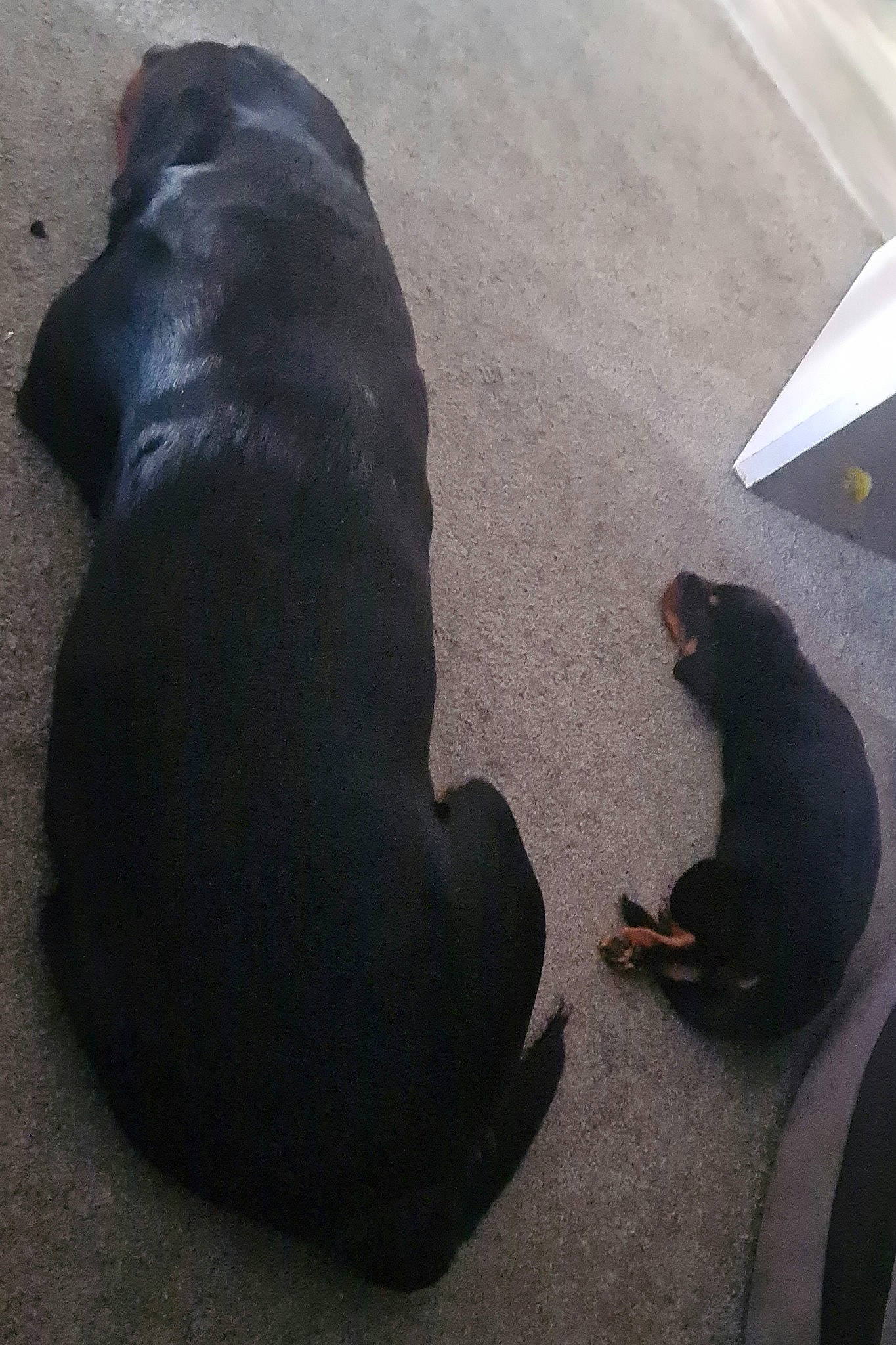 Ruby is registered to the contest to win money with this photo: asphalt, canidae, carnivore, comfort, companion_dog, concrete, dog, dog_breed, flooring, fur, road_surface, shadow, sidewalk, sitting, sporting_group, tail, tar, terrestrial_animal, vertebrate, working_animal