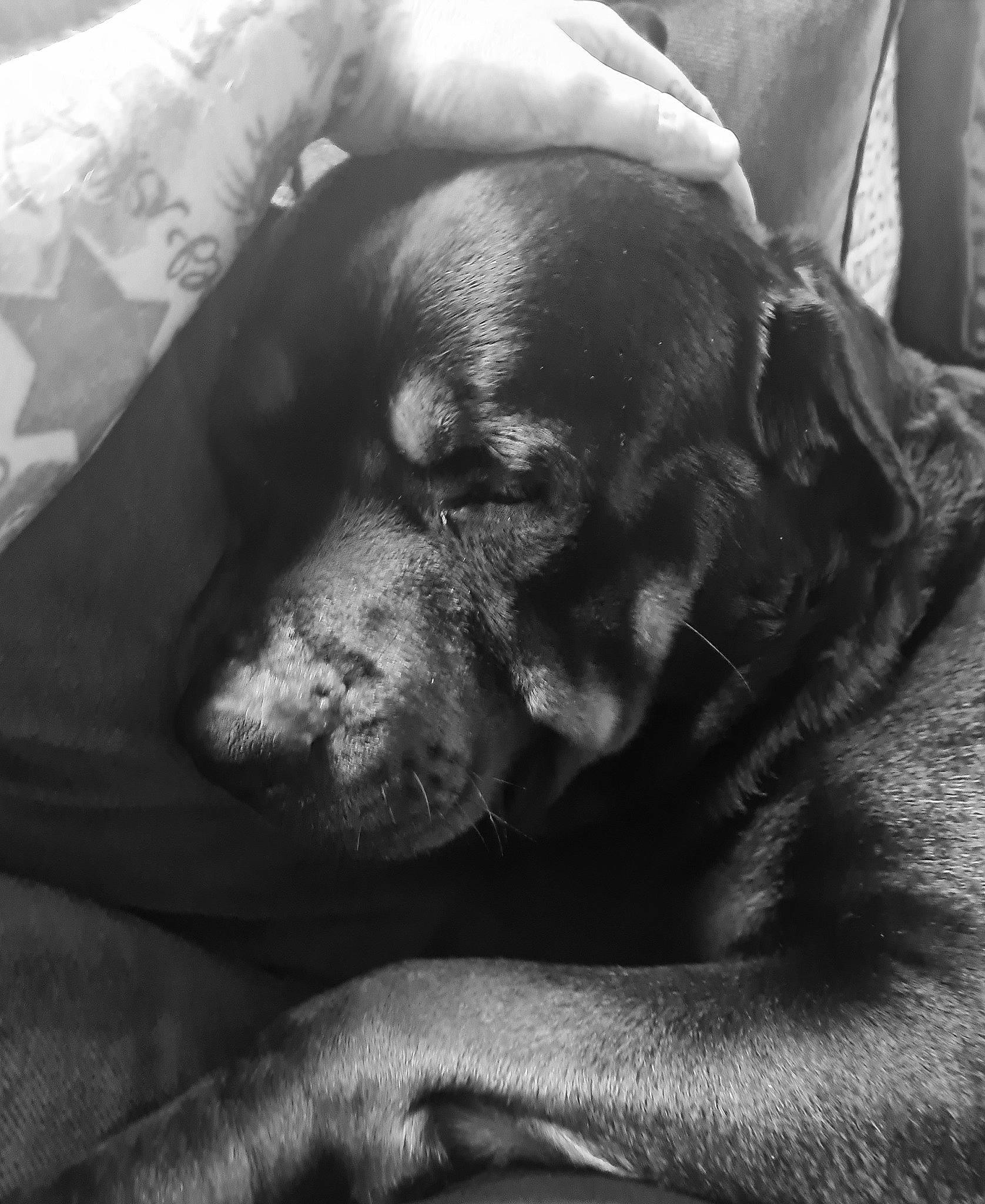 T-bone joined the competition — help win amazing prizes! bored, canidae, carnivore, comfort, companion_dog, dog, dog_breed, ear, fur, grey, guard_dog, monochrome, monochrome_photography, nap, puppy, snout, sporting_group, style, whiskers, working_animal