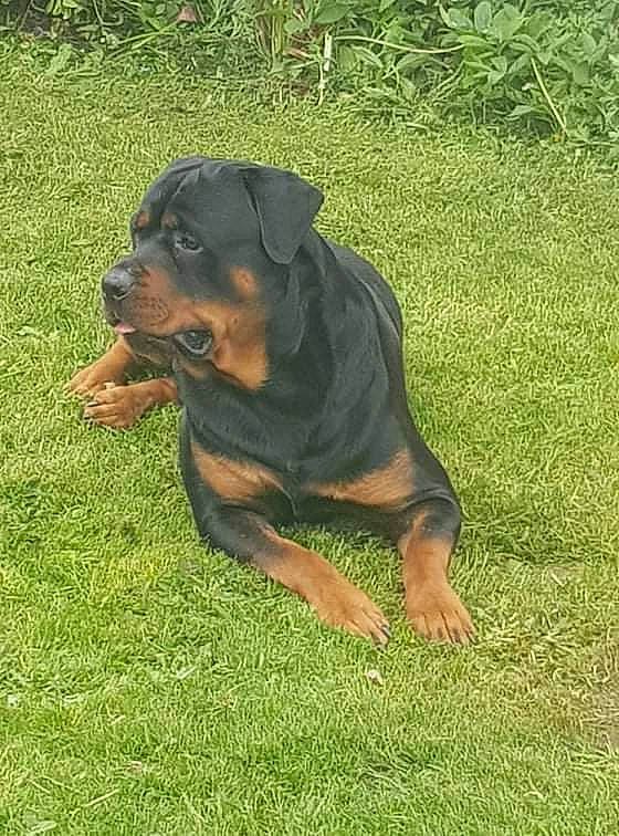 T-bone is registered to the contest to win money with this photo: canidae, carnivore, companion_dog, dog, dog_breed, grass, grassland, groundcover, guard_dog, hound, hunting_dog, plant, snout, sporting_group, terrestrial_animal, working_animal, working_dog