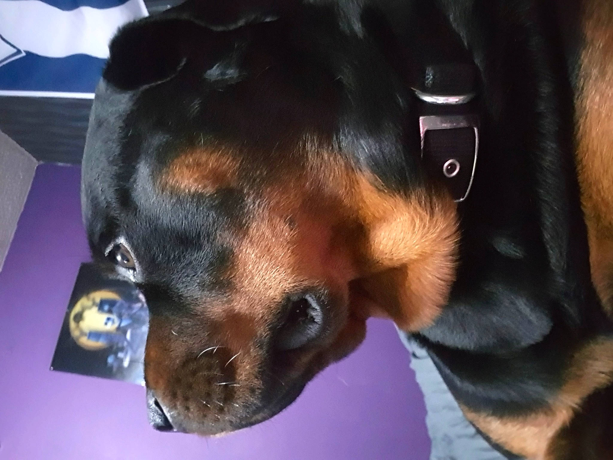 T-bone joined the competition — help win amazing prizes! canidae, carnivore, collar, companion_dog, dog, dog_breed, ear, electric_blue, fawn, fur, liver, pet_supply, snout, sporting_group, terrestrial_animal, whiskers, working_animal, working_dog