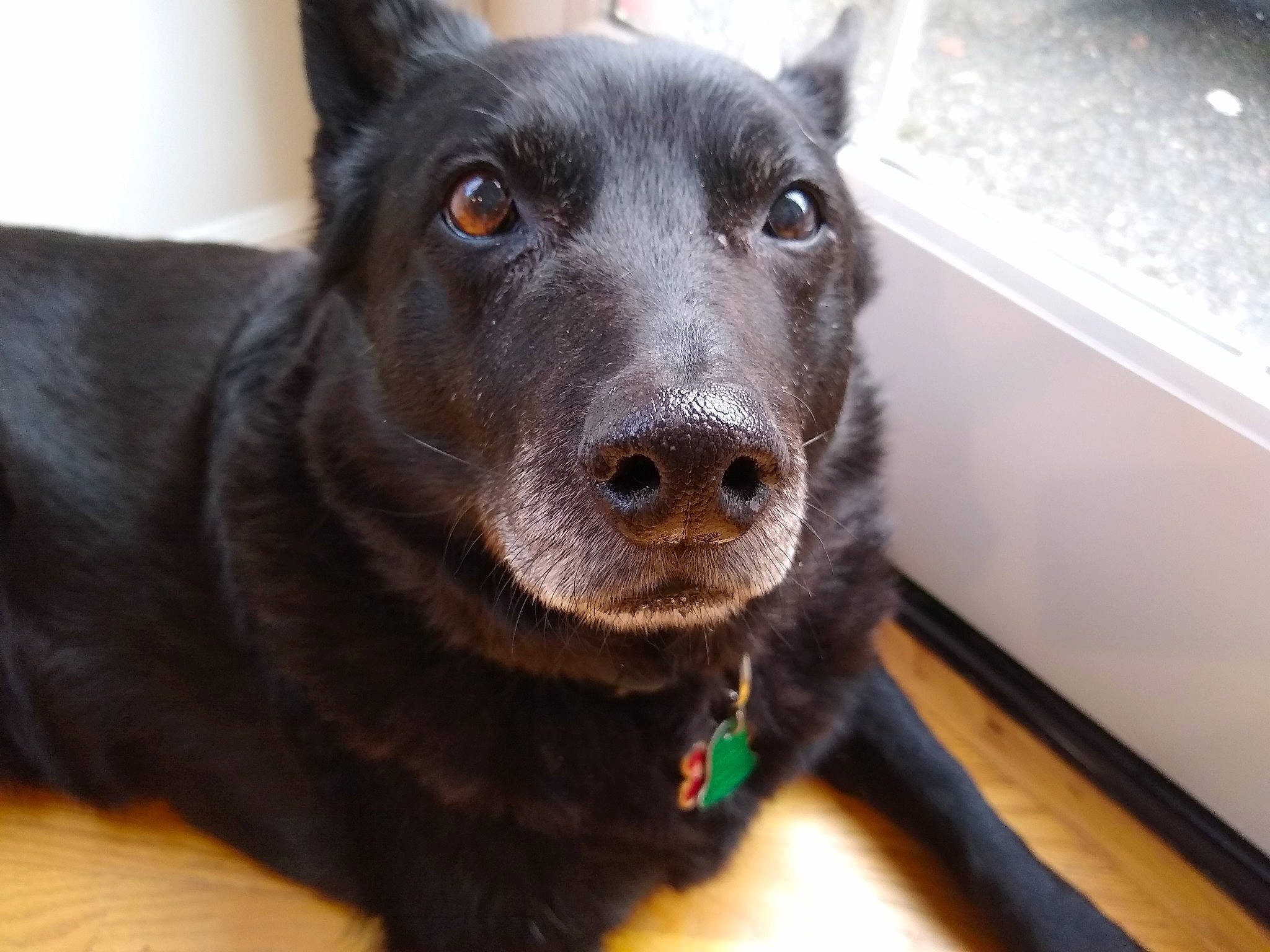 Jasper is registered to the contest to win money with this photo: australian_kelpie, borador, canidae, carnivore, dog, dog_breed, dog_collar, ear, formosan_mountain_dog, mammal, nose, schipperke, snout, sporting_group, vertebrate, whiskers