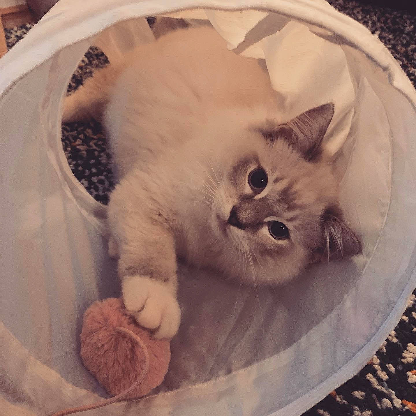 Aslan joined the competition — help win amazing prizes! bed, carnivore, cat, cat_bed, cat_supply, claw, comfort, domestic_short_haired_cat, fawn, felidae, fur, linens, mammal, nap, paw, small_to_medium_sized_cats, snout, tail, vertebrate, whiskers