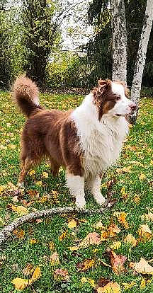 Oggy a rejoint le concours — aidez-le/la à gagner de superbes lots ! ancient_dog_breeds, carnivore, companion_dog, dog, dog_breed, felidae, fur, grass, herding_dog, plant, sporting_group, tail, terrestrial_animal, tree, working_animal, working_dog