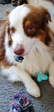 Oggy participe au concours pour gagner de l'argent avec cette photo : ancient_dog_breeds, australian_collie, australian_shepherd, canidae, carnivore, cavalier_king_charles_spaniel, companion_dog, dog, dog_breed, fawn, fur, gun_dog, herding_dog, liver, puppy, sporting_group, toy_dog, whiskers, working_animal, working_dog