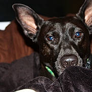 Sadie is registered to the contest to win money with this photo: animal, black_dog, blanket, brown, canine, close_up, collar, comfort, couch, dog, domestic_animal, ears, face, fur, household, indoor, looking, nose, pet, resting