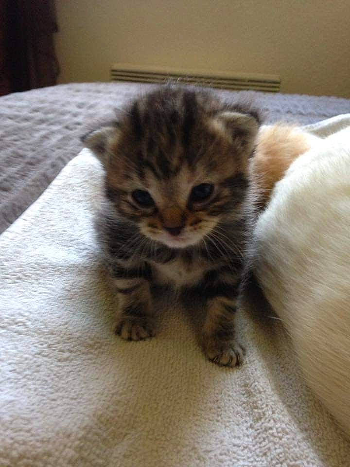 Cassy a rejoint le concours — aidez-le/la à gagner de superbes lots ! carnivore, cat, claw, comfort, domestic_short_haired_cat, eye, fawn, felidae, flooring, fur, hardwood, paw, small_to_medium_sized_cats, snout, tail, terrestrial_animal, whiskers, wood