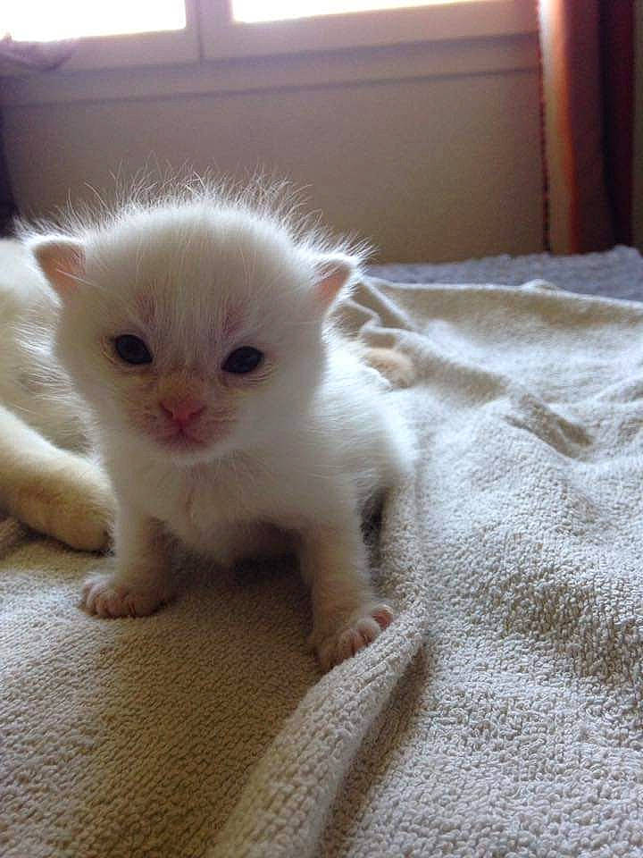 Cassy a rejoint le concours — aidez-le/la à gagner de superbes lots ! carnivore, cat, claw, comfort, domestic_short_haired_cat, fawn, felidae, flooring, fur, paw, small_to_medium_sized_cats, snout, tail, terrestrial_animal, whiskers