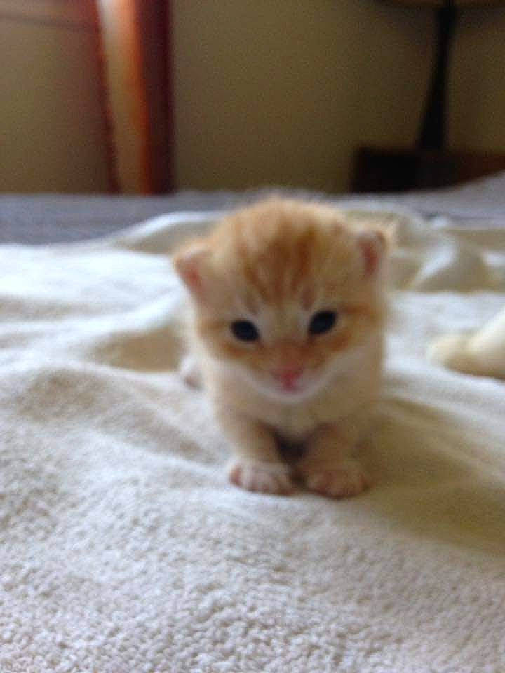 Cassy a rejoint le concours — aidez-le/la à gagner de superbes lots ! carnivore, cat, claw, domestic_short_haired_cat, fawn, felidae, flooring, fur, hardwood, paw, small_to_medium_sized_cats, snout, tail, terrestrial_animal, whiskers, wood