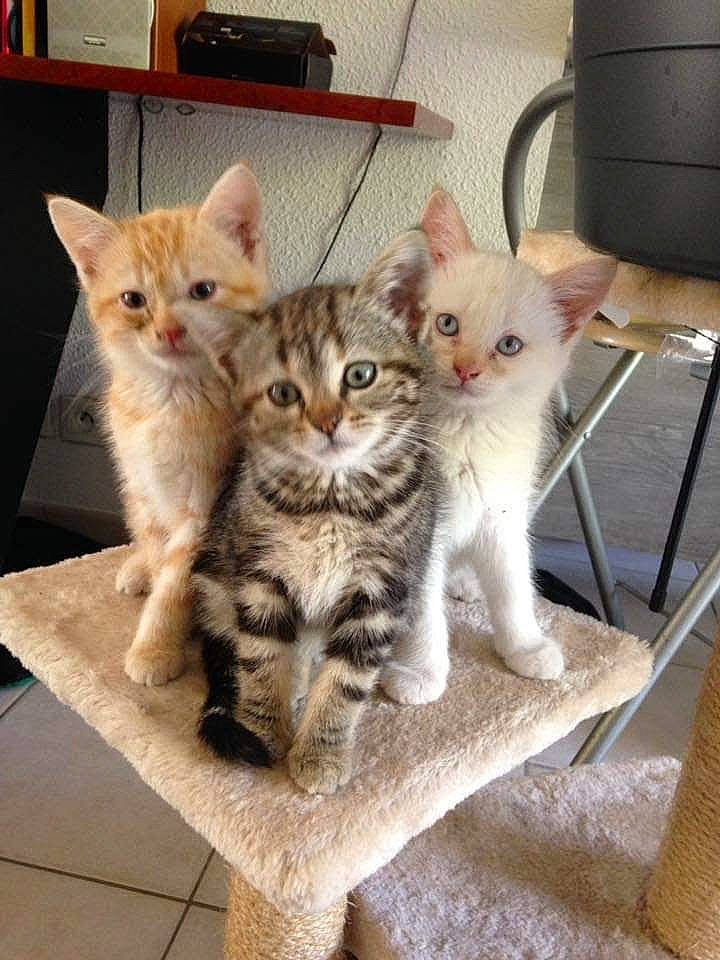 Cassy a rejoint le concours — aidez-le/la à gagner de superbes lots ! carnivore, cat, chair, claw, comfort, domestic_short_haired_cat, fawn, felidae, fur, paw, pet_supply, shelf, small_to_medium_sized_cats, snout, tail, whiskers