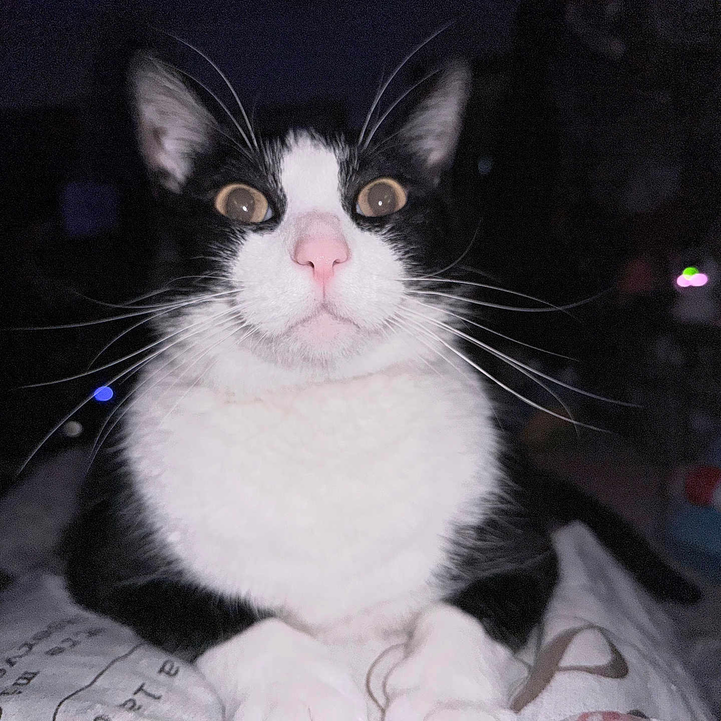 Oreo
