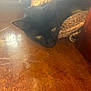 cat, black_cat, floor, woven_basket, sunlight, window, indoor, pet, animal, yellow_eyes, resting, cozy, shadow, texture, wood, quiet, soft_light, curious, relaxed, home