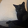 Pete is registered to the contest to win money with this photo: black_cat, cat, pet, animal, feline, indoor, couch, pillow, relaxed, resting, fur, whiskers, ears, eyes, home, cozy, domestic, mammal, companion, cute