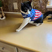 Charlie is registered to the contest to win money with this photo: cat, black_and_white, pet, animal, indoor, kitchen, countertop, marble_backplash, plant, window, curious, clothing, american_flag, stars, stripes, feline, whiskers, paw, tail, domestic