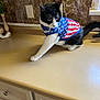 cat, black_and_white, pet, animal, indoor, kitchen, countertop, marble_backplash, plant, window, curious, clothing, american_flag, stars, stripes, feline, whiskers, paw, tail, domestic
