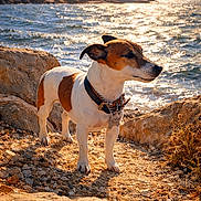 Cassy participe au concours pour gagner de l'argent avec cette photo : dog, rocky_shore, water, sunlight, outdoor, nature, collar, pet, animal, daylight, small_dog, brown_and_white, landscape, rocks, waves, coast, canine, sunny, scenic, standing