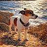 dog, rocky_shore, water, sunlight, outdoor, nature, collar, pet, animal, daylight, small_dog, brown_and_white, landscape, rocks, waves, coast, canine, sunny, scenic, standing