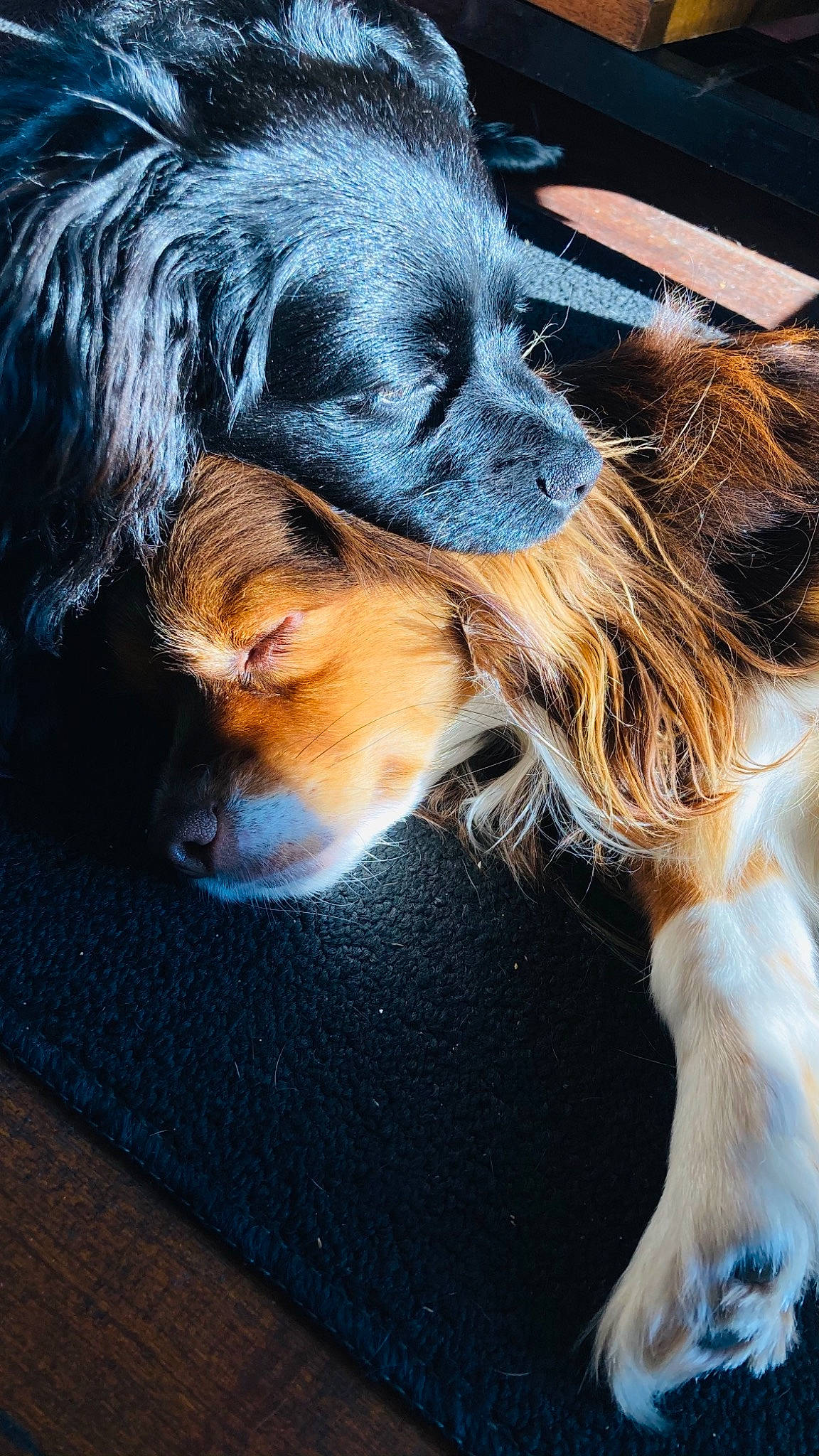 Buster Brown is registered to the contest to win money with this photo: canidae, carnivore, companion_dog, dog, dog_breed, fur, liver, puppy, snout, sporting_group, whiskers, working_dog